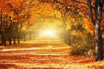 An alley in a park with colorful trees and sunlight.