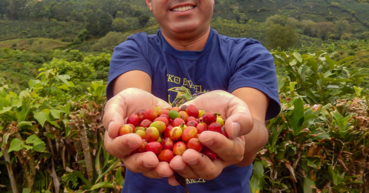 A farmer proudly holds a handful of freshly picked coffee beans. A farmer proudly holds a handful of freshly picked coffee beans.