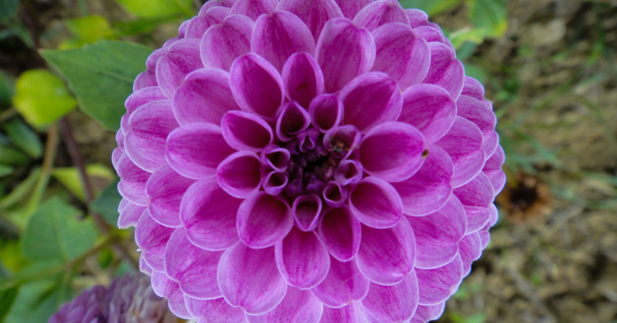 A dahlia flower’s petals display beauty, mathematics, geometry, and perfection. A dahlia flower’s petals display beauty, mathematics, geometry, and perfection.
