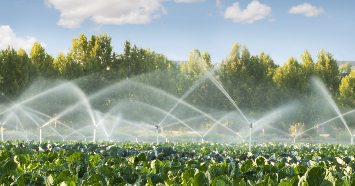 Irrigating greens. Irrigating greens.