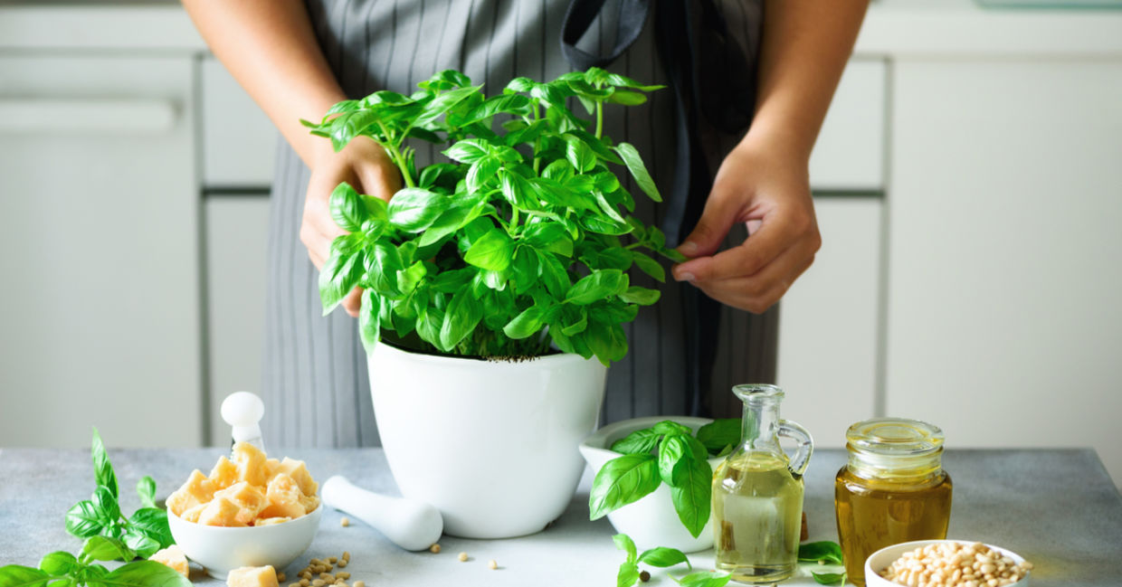 Growing fresh basil Growing fresh basil