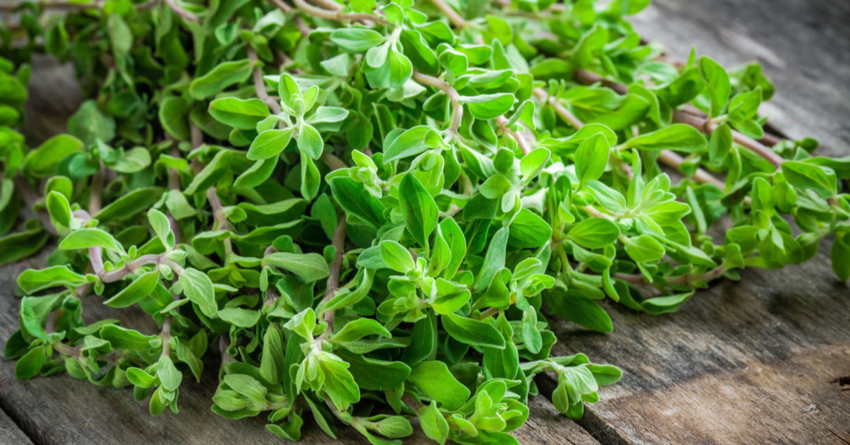 Marjoram may balance mood and anxiety. Marjoram may balance mood and anxiety.