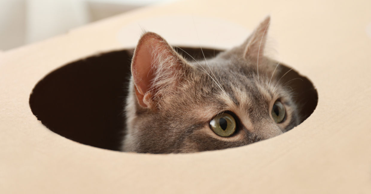 A cat enjoys peeking out of its cardboard bed box. A cat enjoys peeking out of its cardboard bed box.