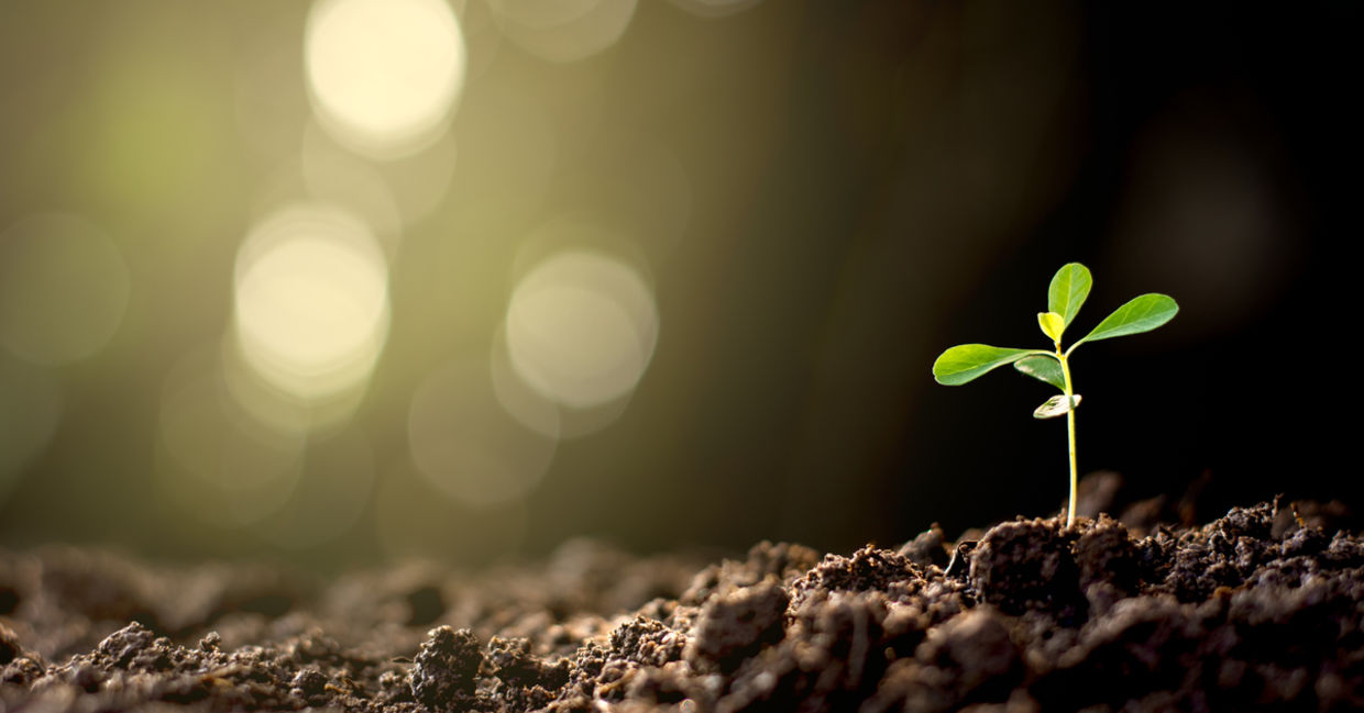 Growing plants without sunlight. Growing plants without sunlight.
