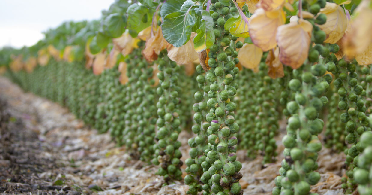 Brussels sprouts growing in a farmer’s field. Brussels sprouts growing in a farmer’s field.