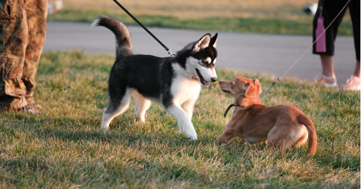 Be a social animal.