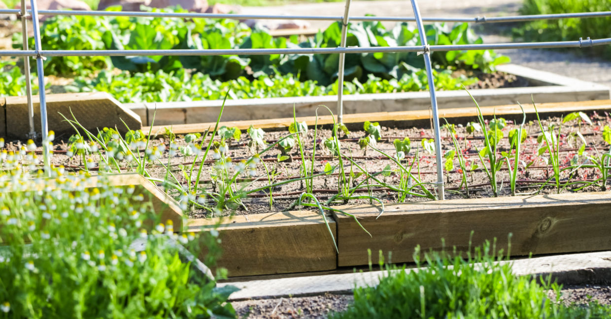 Vegetable garden. Vegetable garden.