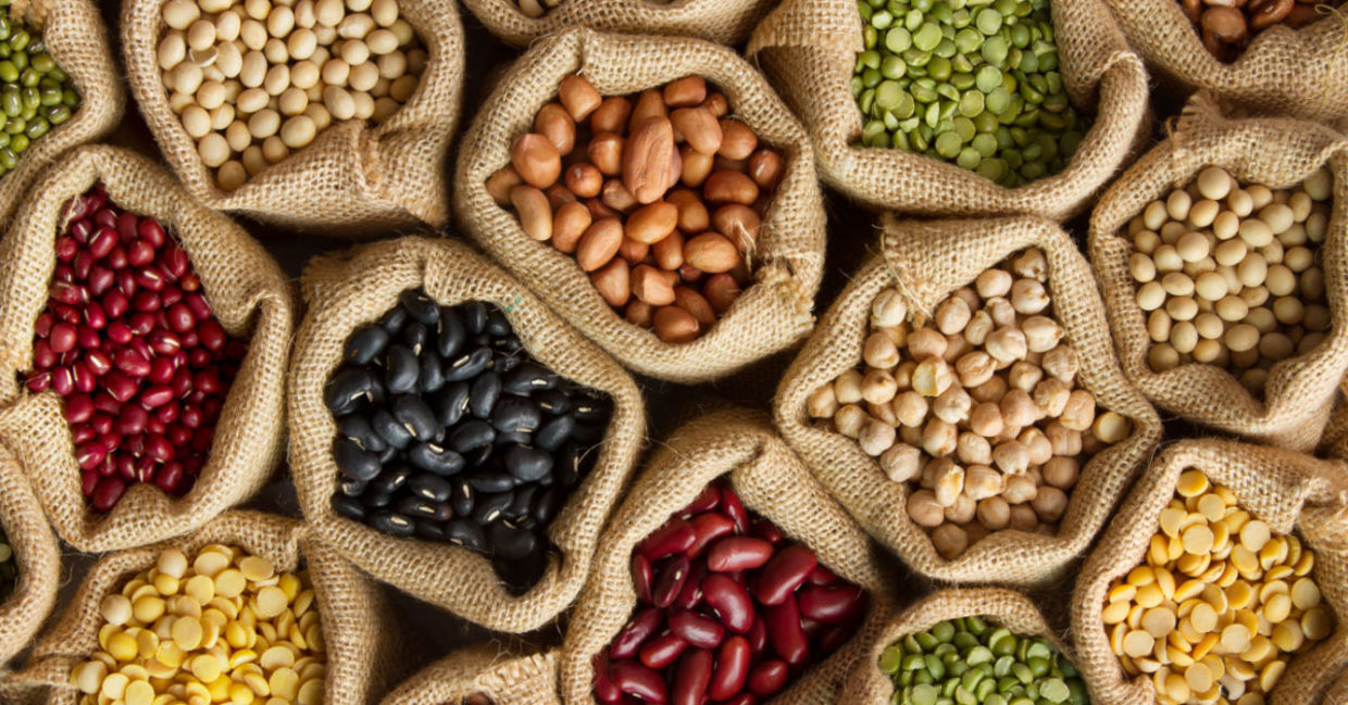 Legumes are a nutrient-dense plant-based protein. Legumes are a nutrient-dense plant-based protein.