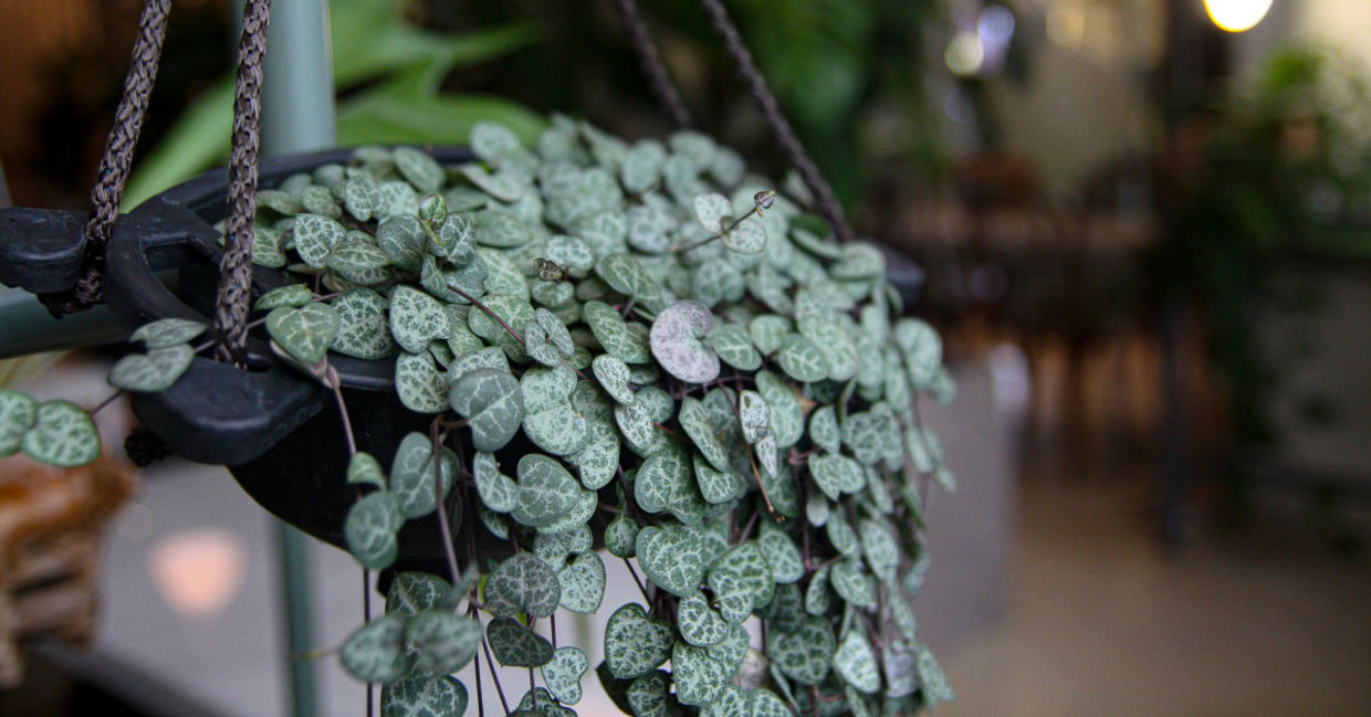A beautiful string of hearts houseplant. A beautiful string of hearts houseplant.