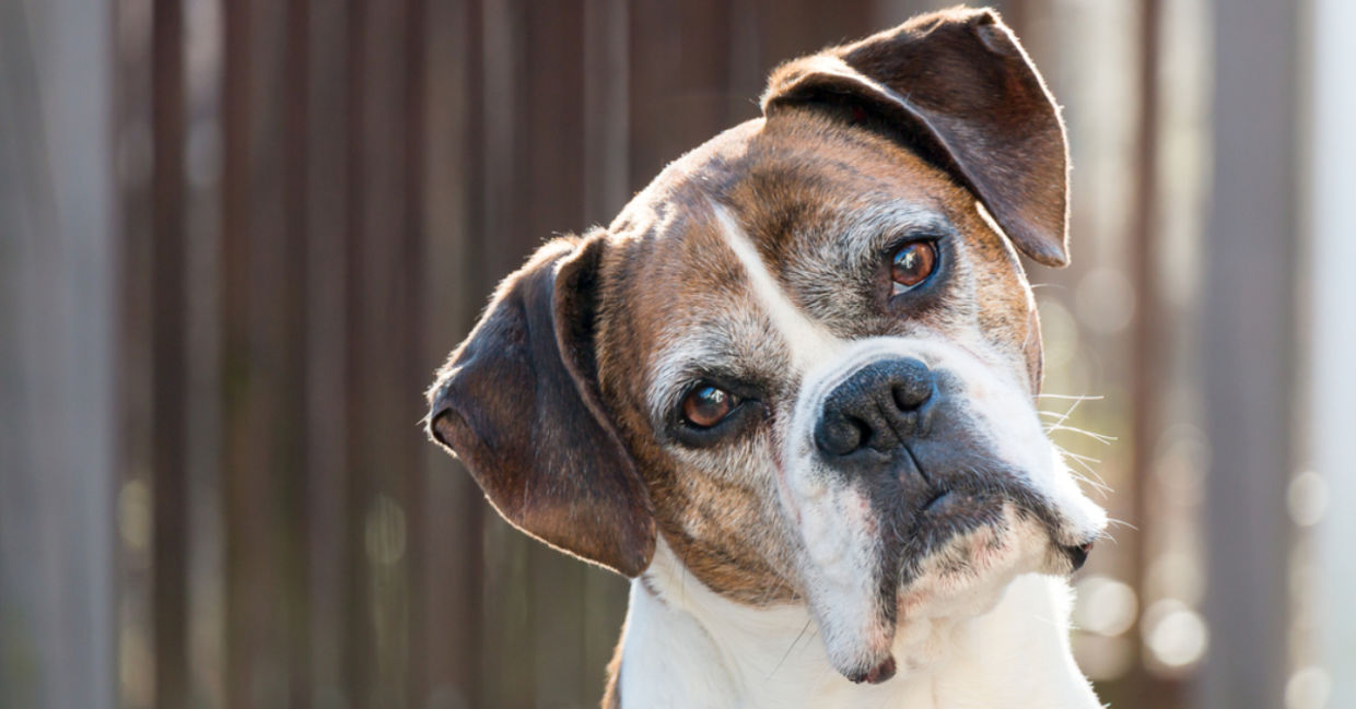 Cute senior boxer dog. Cute senior boxer dog.