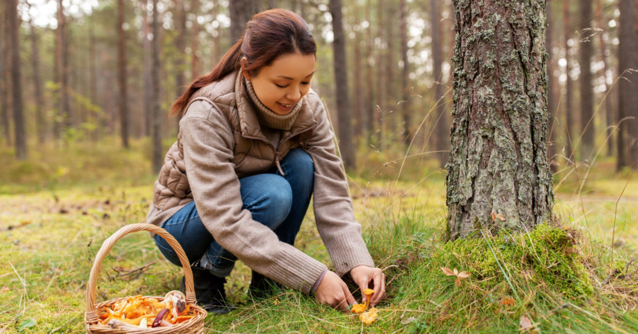 Picking mushrooms in a food forest. Picking mushrooms in a food forest.