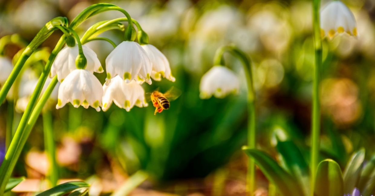 Bee gathering pollen from a spring snowflake flower. Bee gathering pollen from a spring snowflake flower.