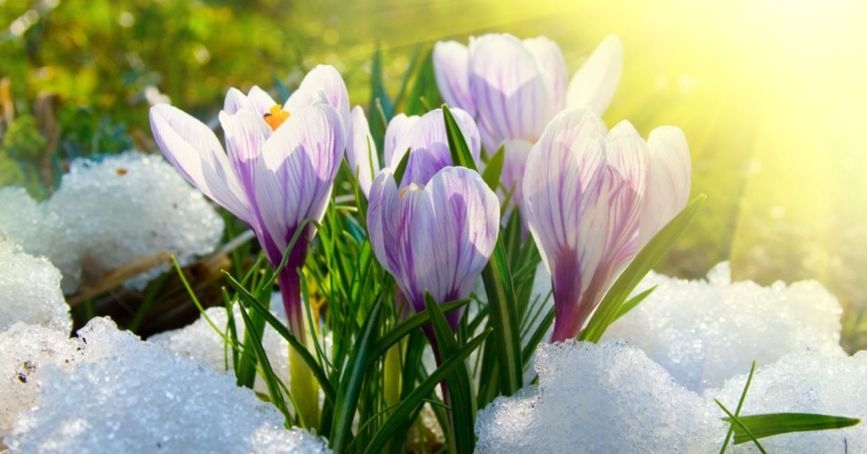 Crocuses bloom in the snow. Crocuses bloom in the snow.