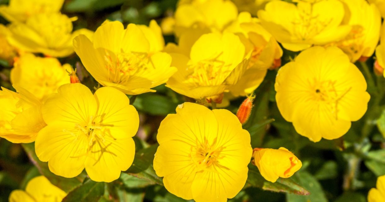 These vibrant yellow flowers attract a host of pollinators. These vibrant yellow flowers attract a host of pollinators.