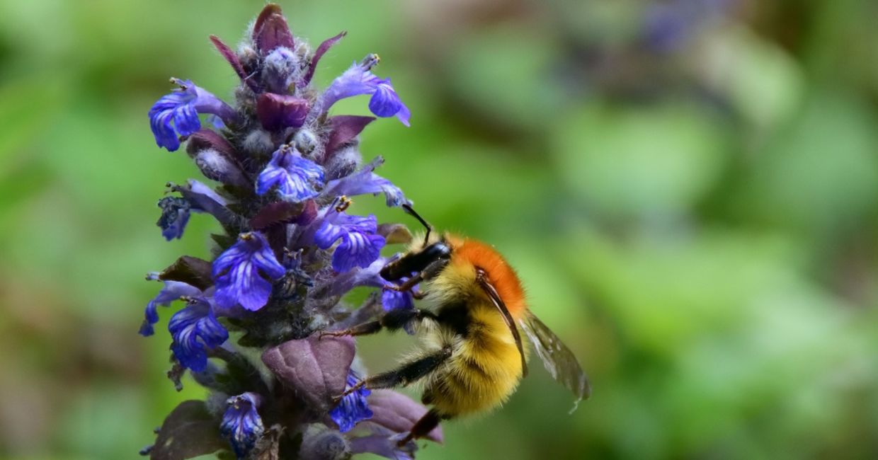 A bee feeding on a bugle flower. A bee feeding on a bugle flower.