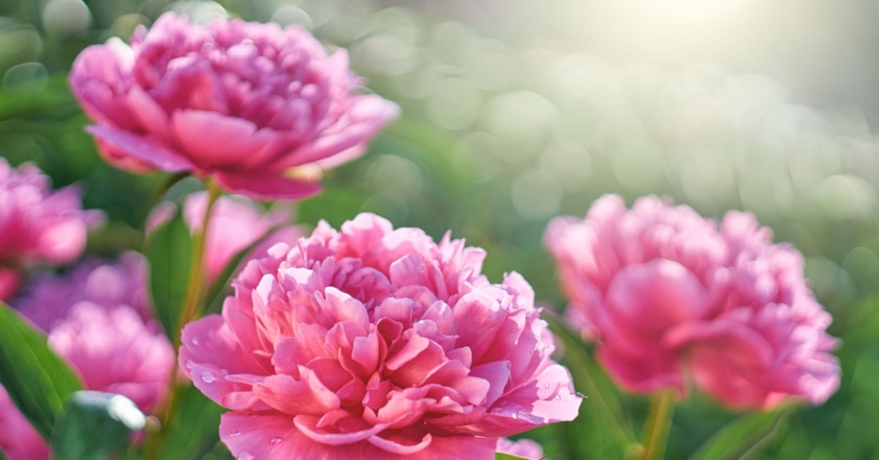Pink peonies flowering in the garden. Pink peonies flowering in the garden.