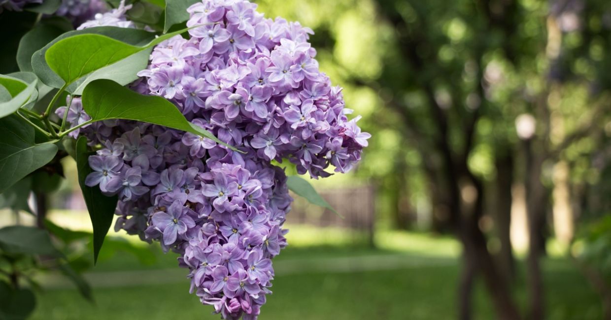 Lilac bushes attract hummingbirds to your garden. Lilac bushes attract hummingbirds to your garden.