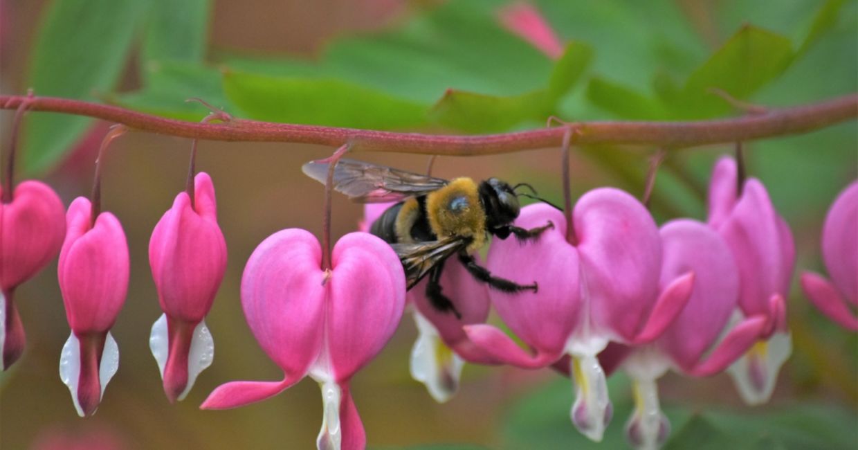 A honeybee getting nectar from a bleeding heart flower. A honeybee getting nectar from a bleeding heart flower.