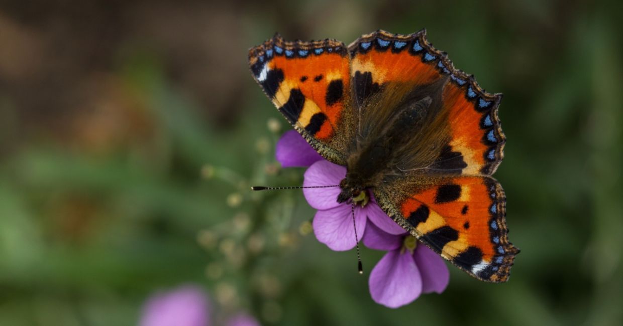 A small tortoiseshell butterfly on a wallflower. A small tortoiseshell butterfly on a wallflower.