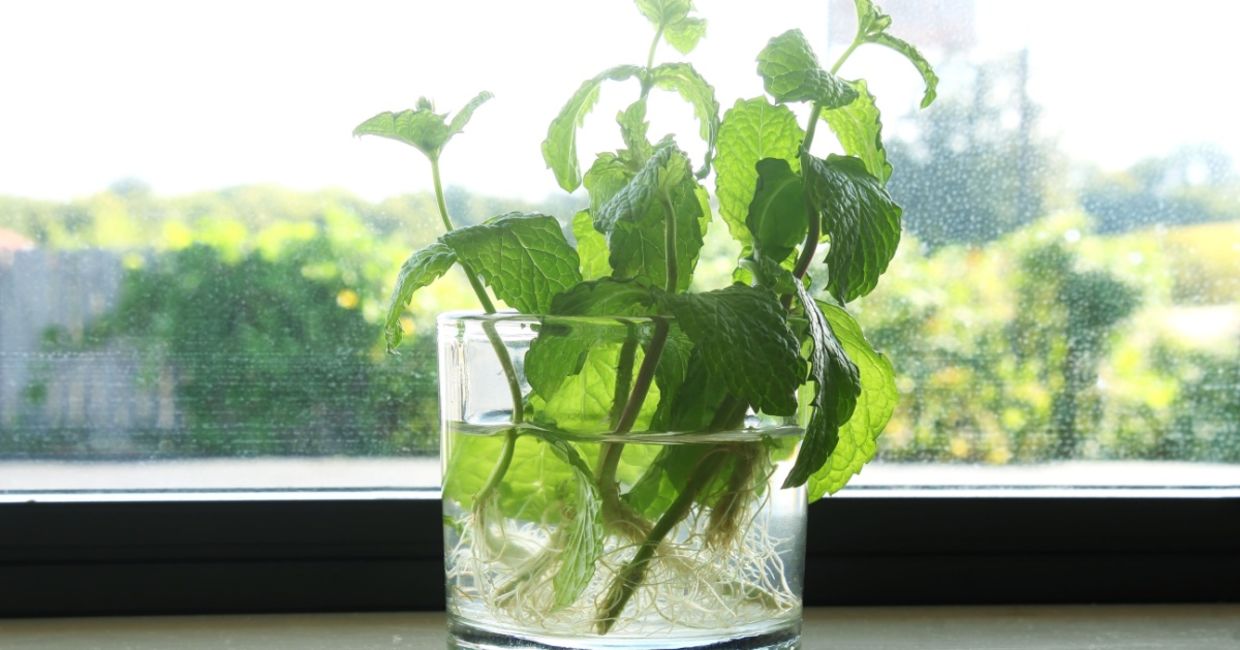 Mint cuttings.
