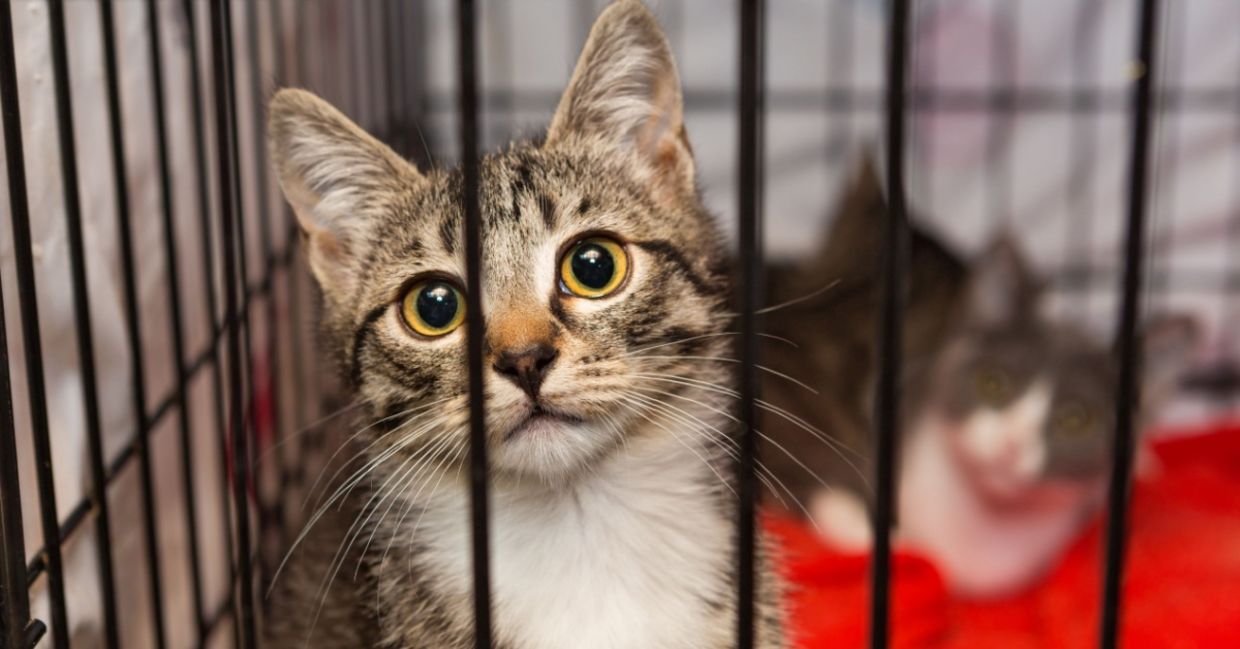 Shelter cat waiting for adoption. Shelter cat waiting for adoption.