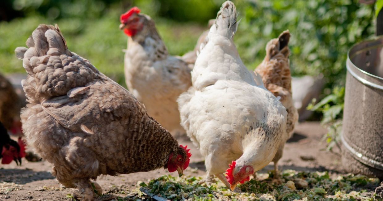Chickens in a barnyard. Chickens in a barnyard.