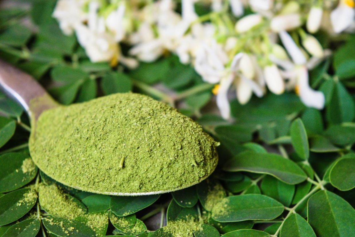 Moringa powder, leaves and flowers. Moringa powder, leaves and flowers.
