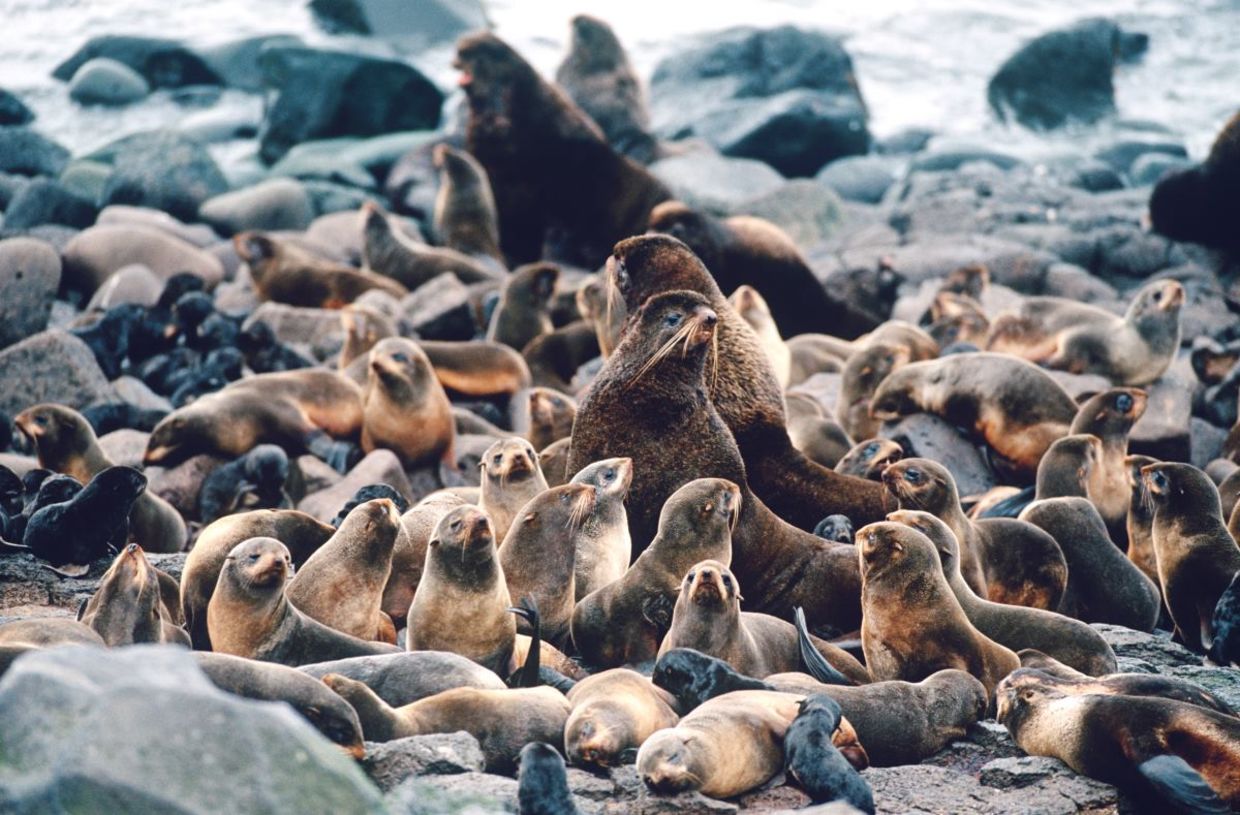 Northern fur seals. Northern fur seals.