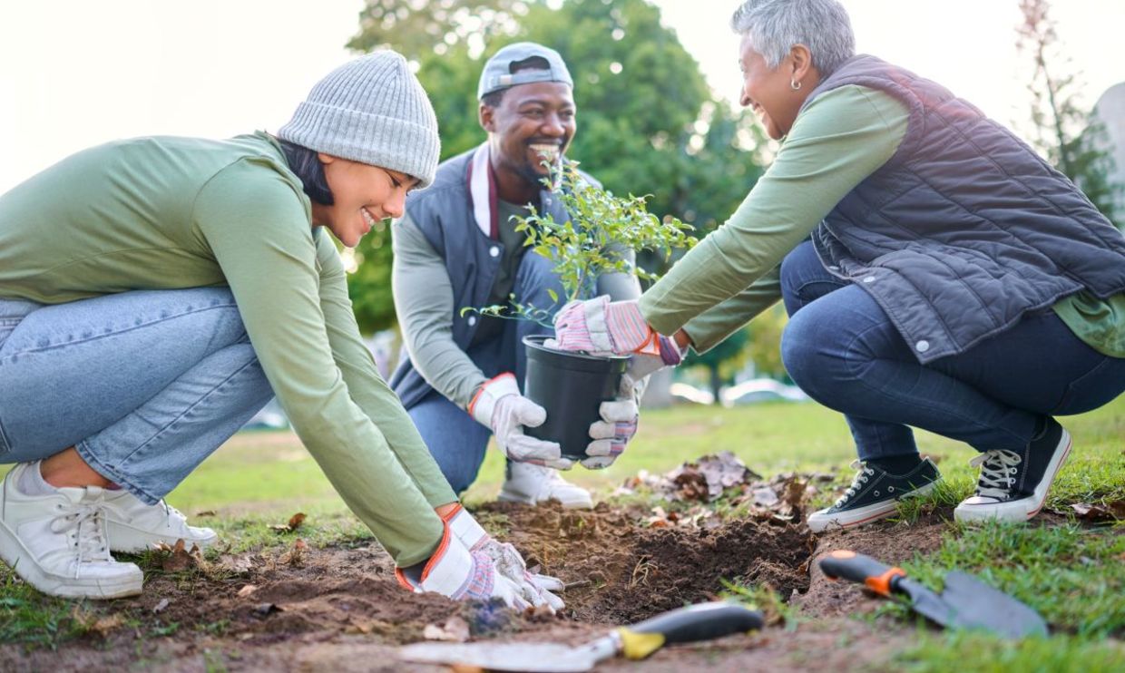 Volunteers planting trees in a park. Volunteers planting trees in a park.