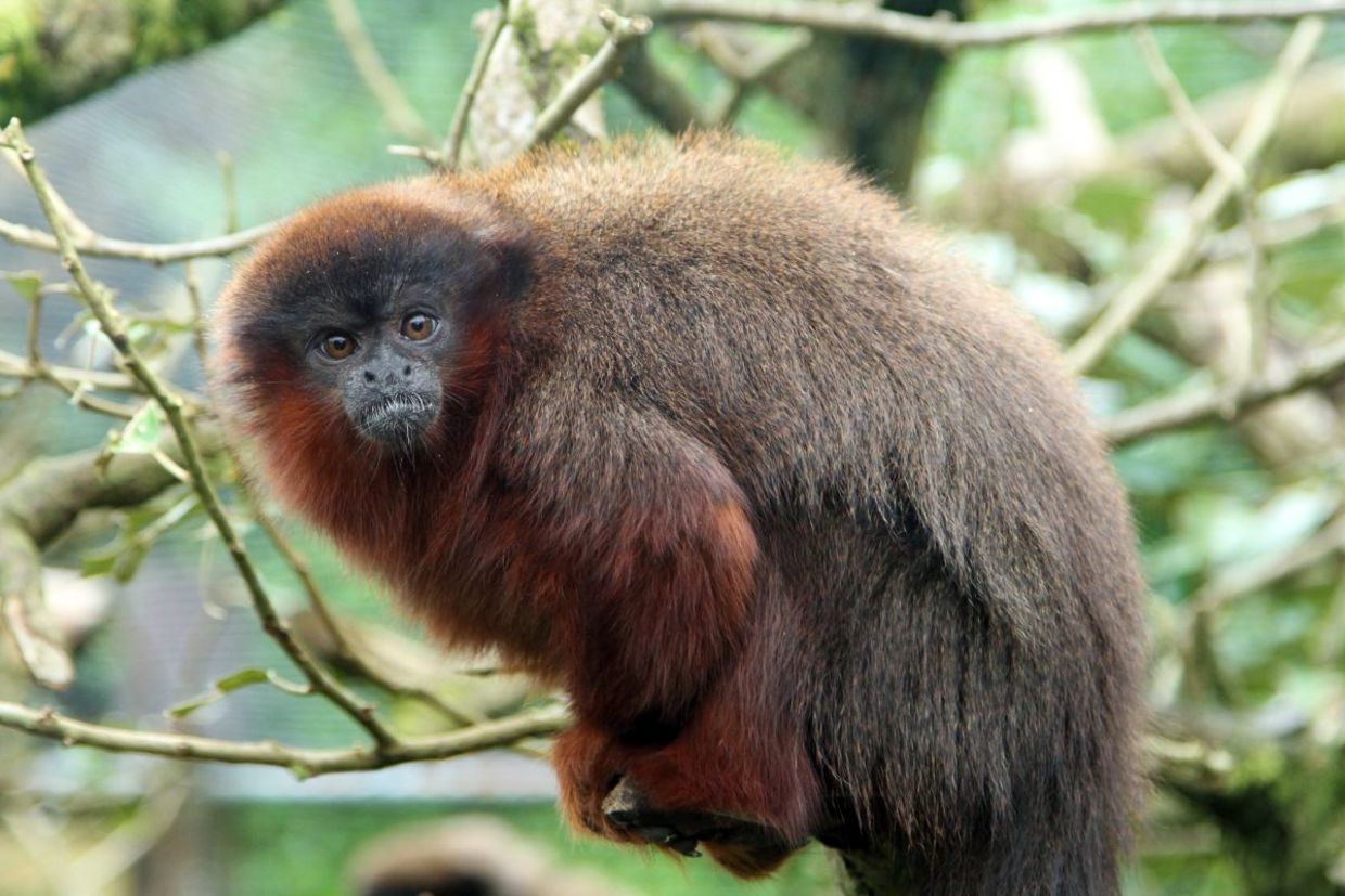 A Brazilian project is keeping primates safe in the Amazon. A Brazilian project is keeping primates safe in the Amazon.
