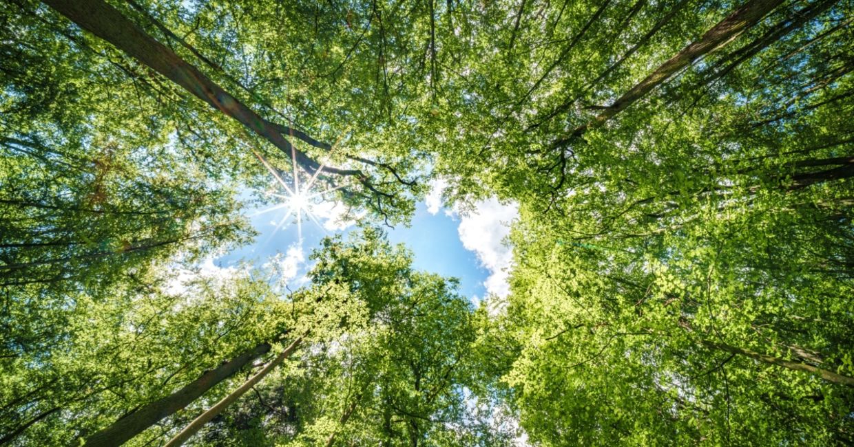 Trees in a forest.