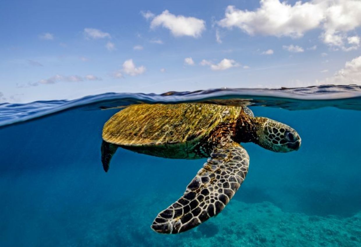 A green sea turtle swimming in the ocean with a coral reef below it. A green sea turtle swimming in the ocean with a coral reef below it.