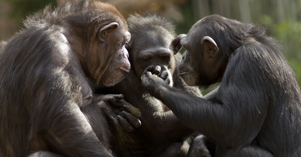 Chimps having a conversation. Chimps having a conversation.
