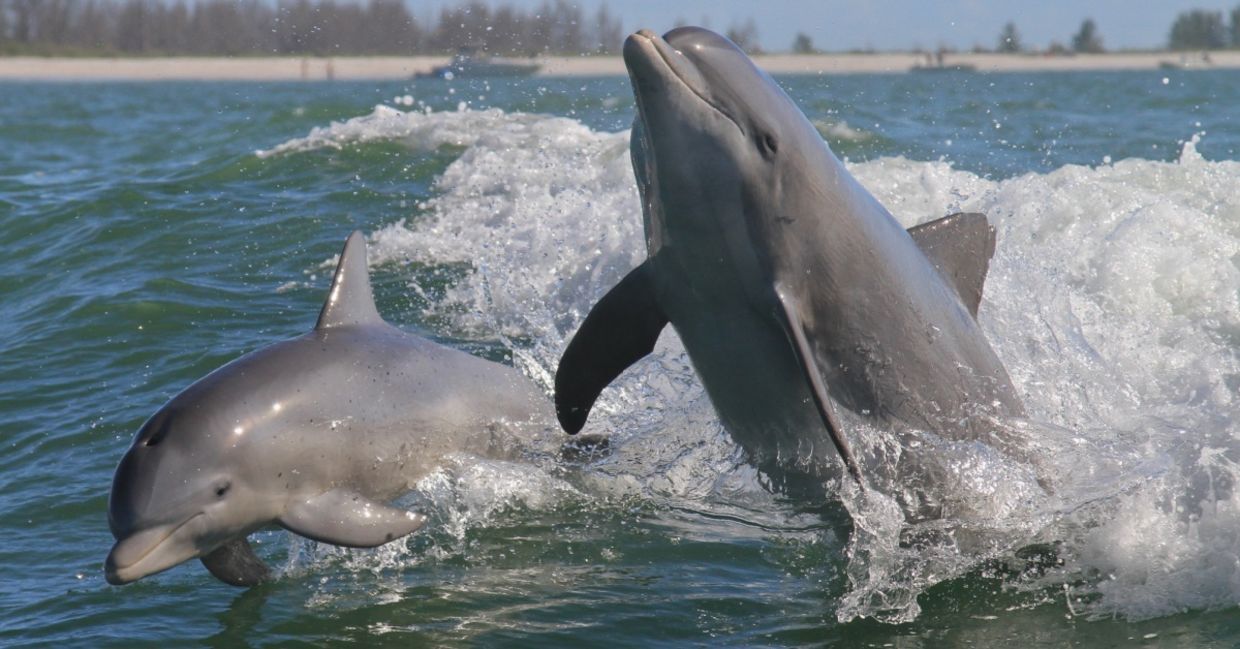 Atlantic bottlenose dolphins Atlantic bottlenose dolphins