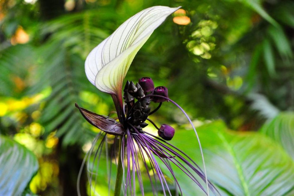 Tacca integrifolia, or white bat flower, is native to tropical rainforests in south and south-east Asia. Tacca integrifolia, or white bat flower, is native to tropical rainforests in south and south-east Asia.
